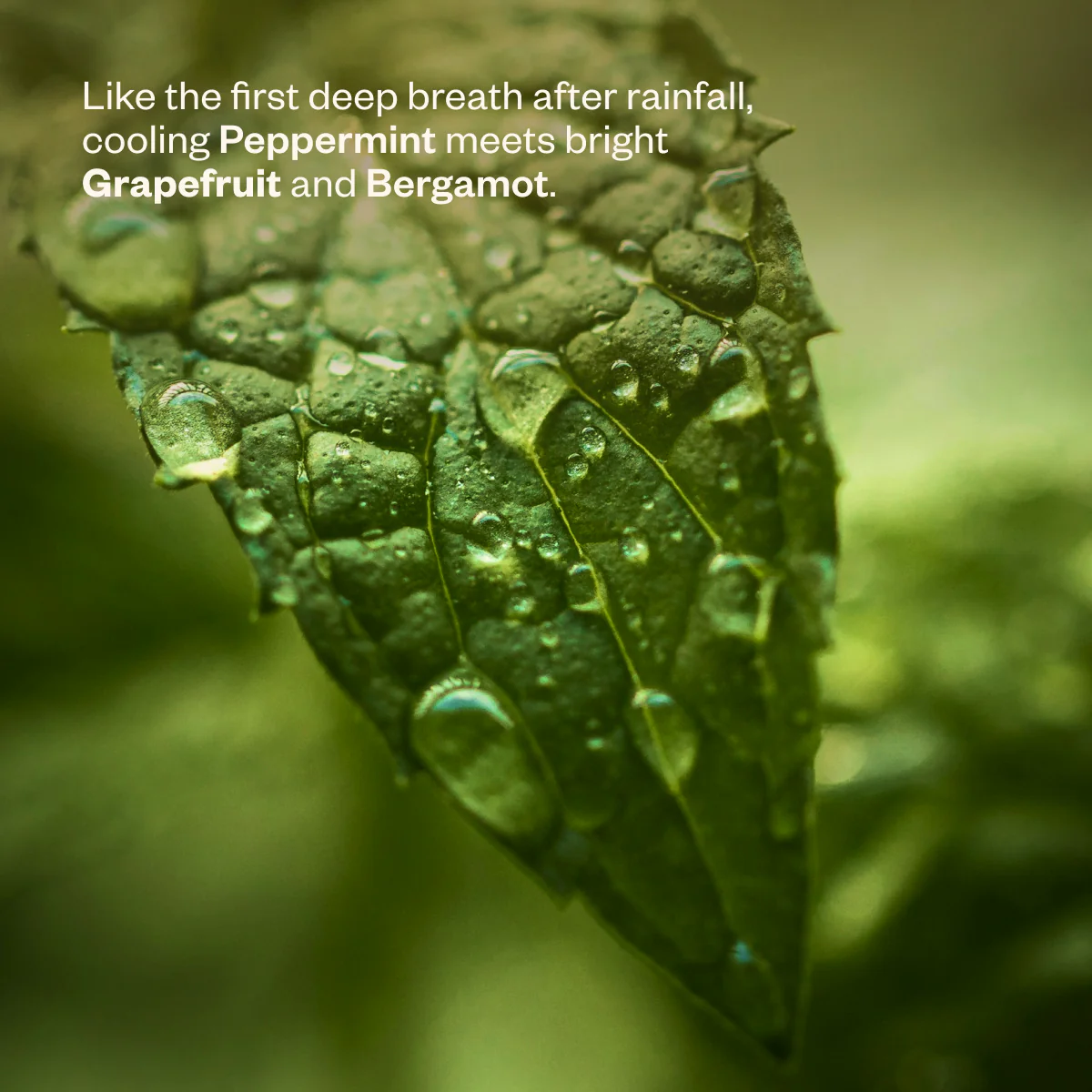 After the Rain - Image 5