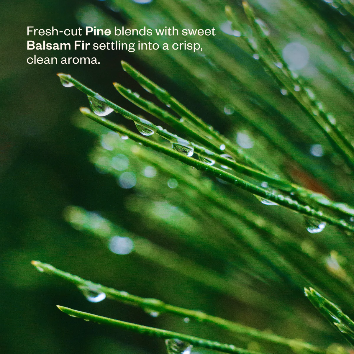 After the Rain - Image 6
