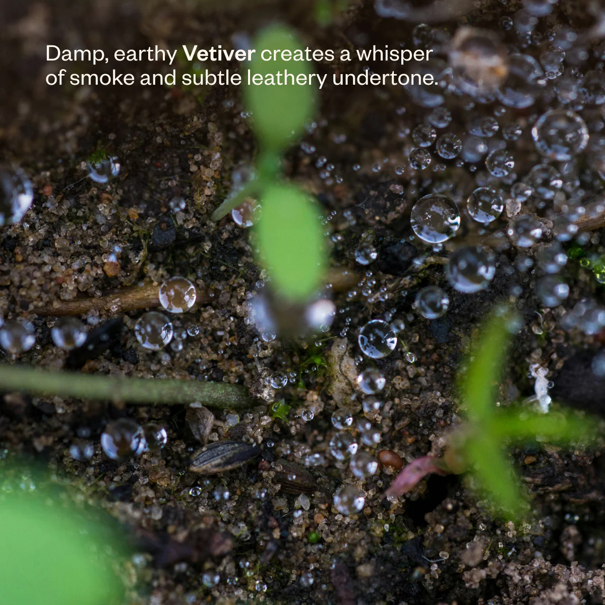 After the Rain - Image 7