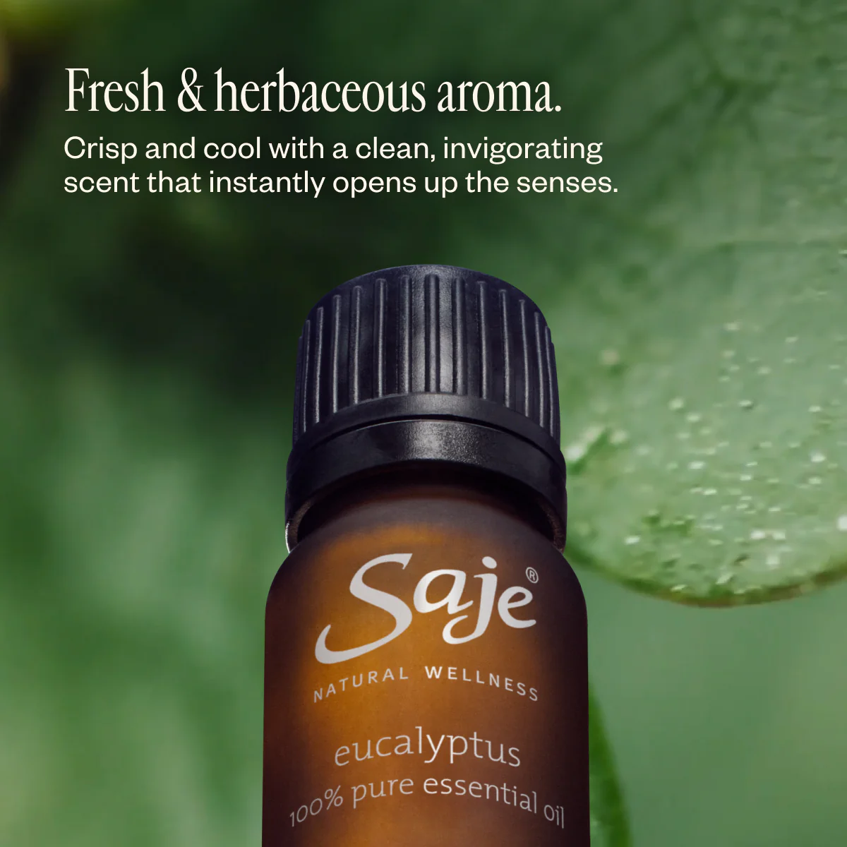 Eucalyptus Oil - Image 5