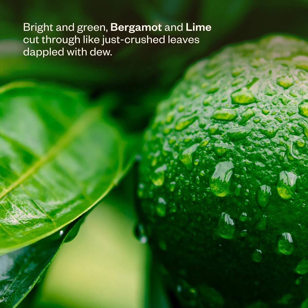 Liquid Sunshine® - Image 6