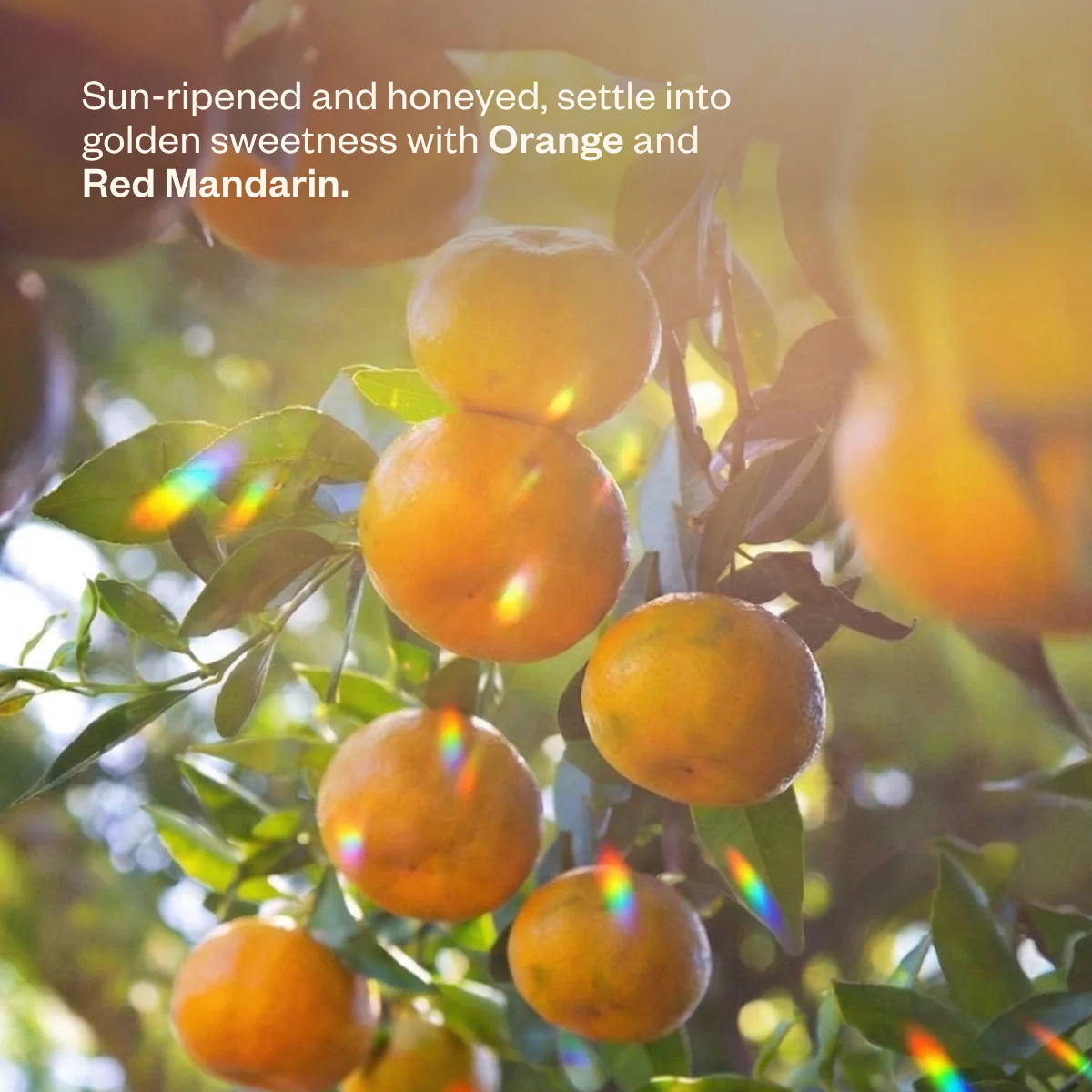 Liquid Sunshine® - Image 7
