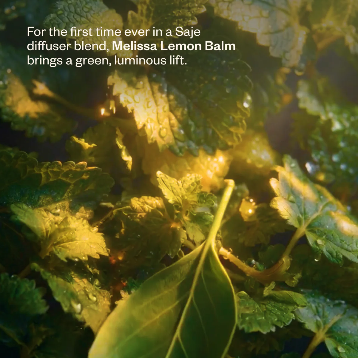 Shift Into Spring Duo - Image 5