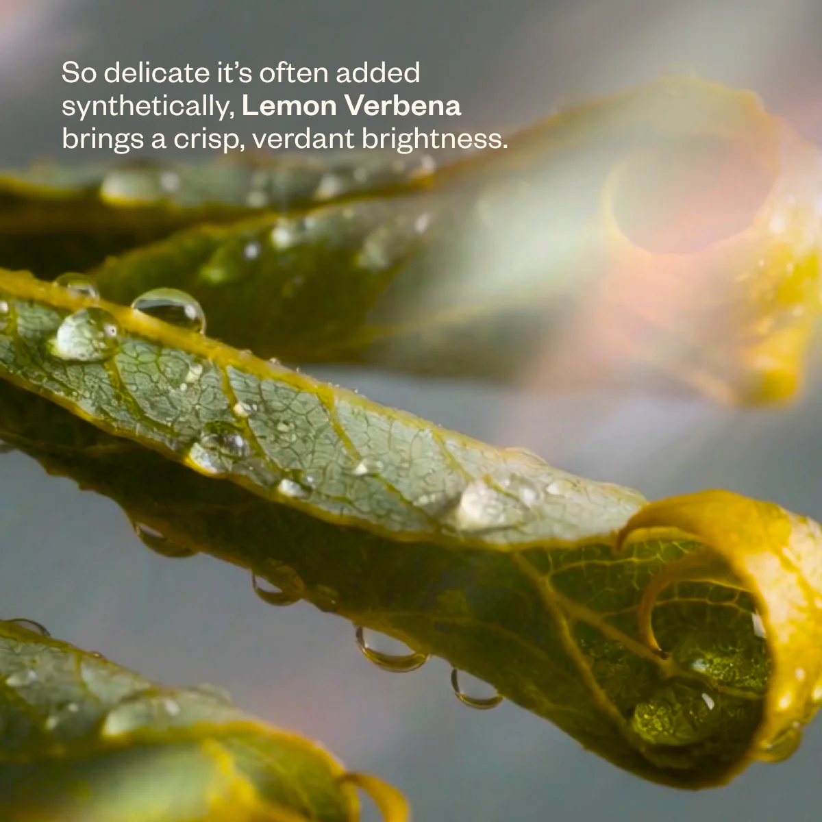Shift Into Spring Duo - Image 8
